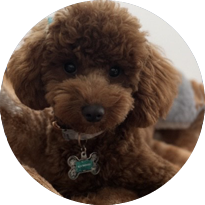 Emotional Support Dog Lily